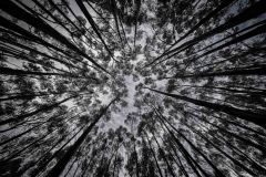 Peruvian-trees