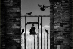 twiglight-zone-birds